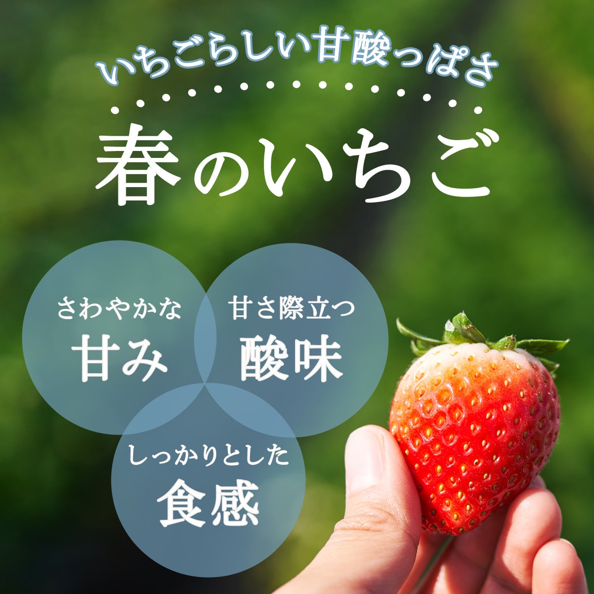 いちごのおいしい食べ方