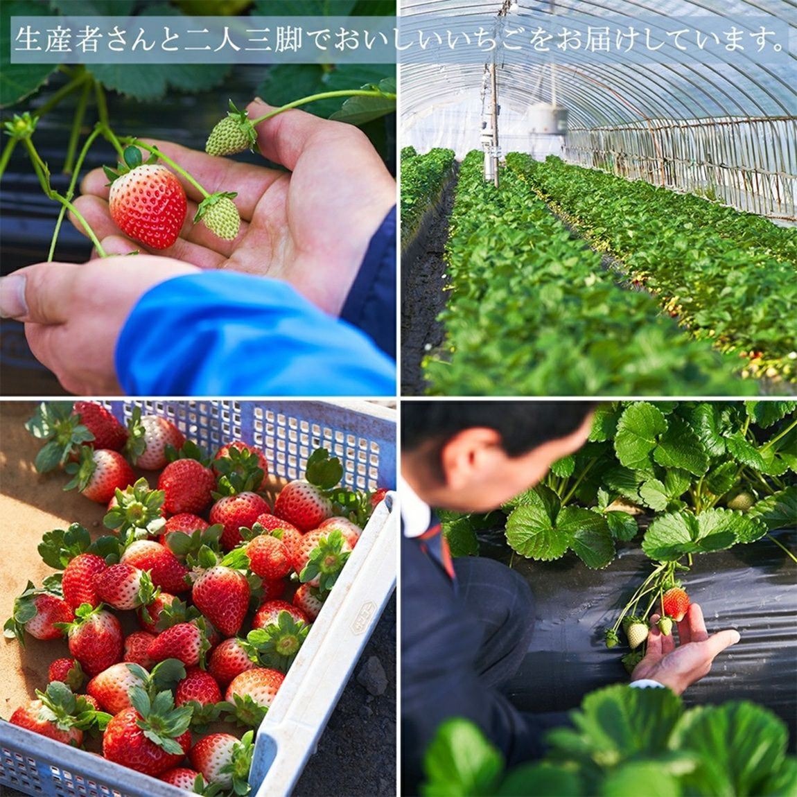 いちご（産地）